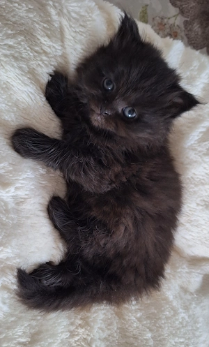 Sibirische Waldkitten