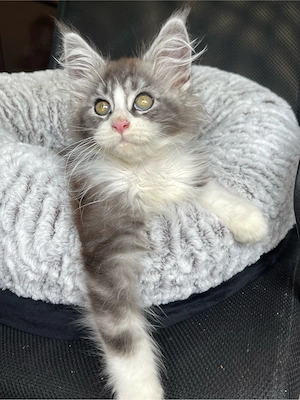 Maine Coon Kitten mit Stammbaum
