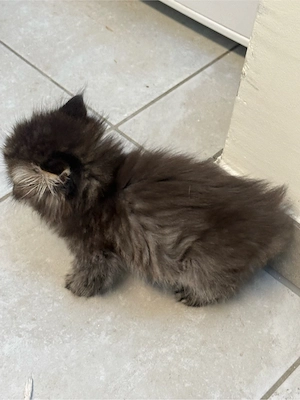 baby katze  Bild 4