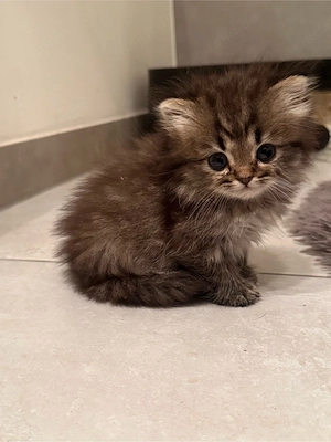 baby katze  Bild 5