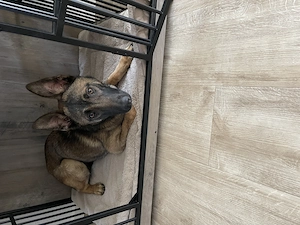 X-Herder Schäferhündin Malinois 6 Monate 