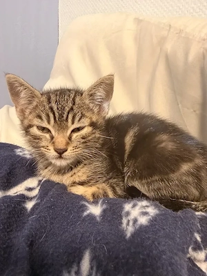 Kleiner Kater sucht sein für immer Zuhause 