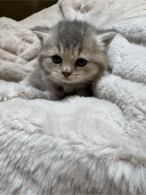 Britisch Kurzhaar Reinrassige Kitten suchen neues Zuhause