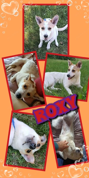 kleine, junge, aktive, liebe, verspielte, neugierige Hündin "Roxy" sucht ein Zuhause