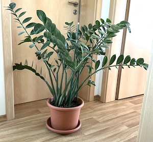 Glücksfeder - Zamioculas zamiifolia