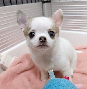 Chihuahua Welpen 2026 Bild 7