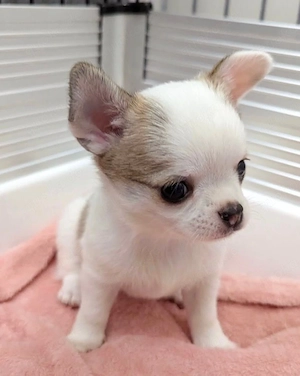 Chihuahua Welpen 2026 Bild 5