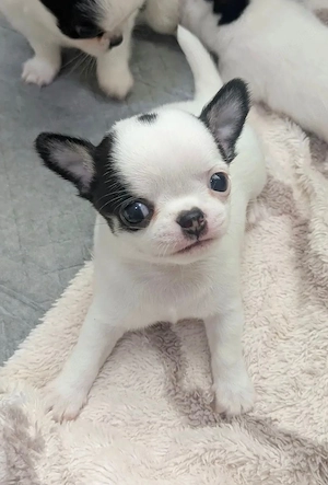 Chihuahua Welpen 2026 Bild 4