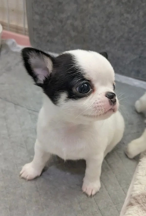 Chihuahua Welpen 2026 Bild 3