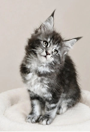 =^..^=Traumhaft schöne Maine Coon kitten mit Stammbaum aus seriöser Zucht =^..^=