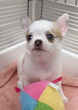Chihuahua Welpen 2026 Bild 6