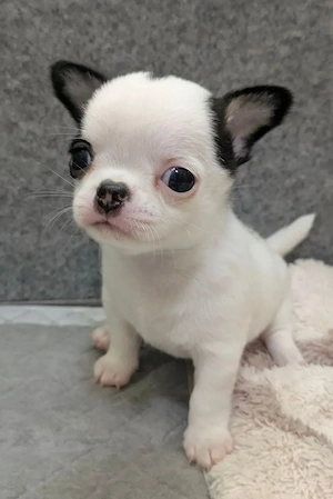 Chihuahua Welpen 2026 Bild 2