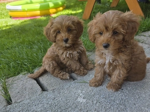 Zuckersüße Cavapoo's 
