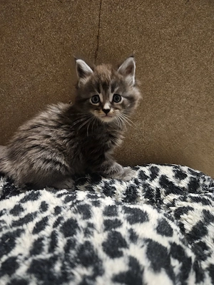 Maine Coon Kitten