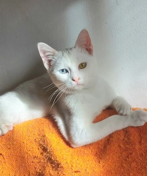 Alfy Schneeweißer Kater sucht gechillte Familie