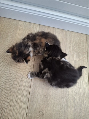 Main Coon Kitten Mix
