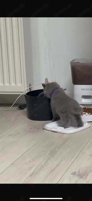Bkh kitten 