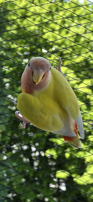 pfirsichköpfchen handzahm 