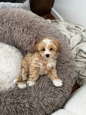 Maltipoo Welpe Weibchen
