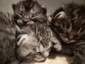 2 Kitten suchen ihr zu Hause Bild 6