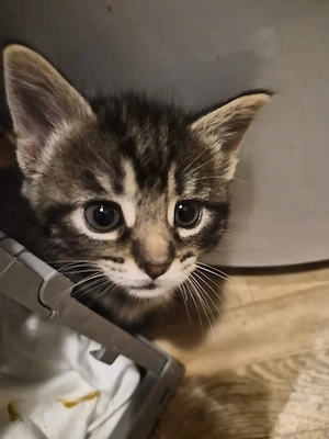 2 Kitten suchen ihr zu Hause Bild 2
