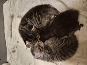 2 Kitten suchen ihr zu Hause Bild 5