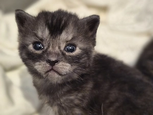 2 Kitten suchen ihr zu Hause Bild 4