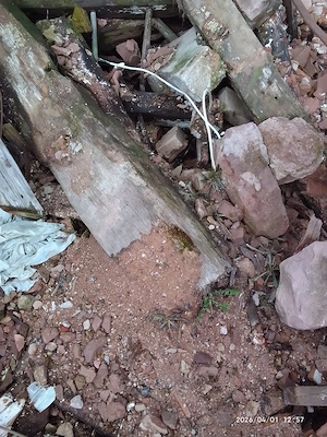 Brennholz Eichen Balken kostenlos in Reichenbach Steegen 