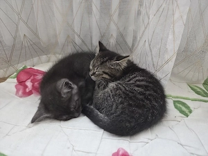 2 Baby-Kätzchen suchen zusammen ein neues Zuhause