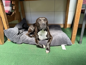 American Staffordshire 