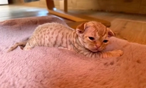 Devon Rex Kitten Katze geimft gechippt Stammbaum 