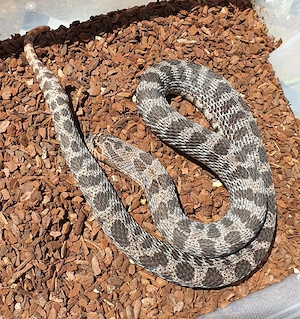Zuchtweibchen Heterodon nasicus Superarctic Sable, Caramel Super Yeti & Moonstone 