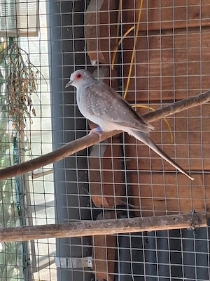 Diamanttäubchen 