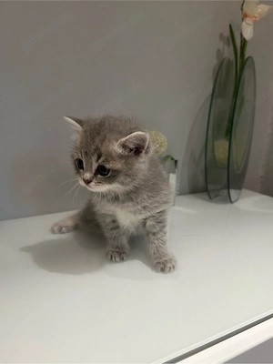 Baby Kitten 