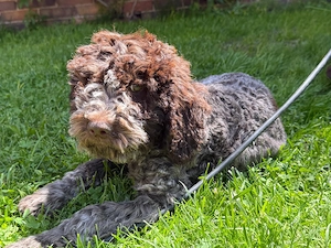 Lagotto romagnolo Welpen  Bild 6