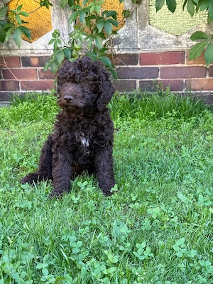 Lagotto romagnolo Welpen  Bild 3
