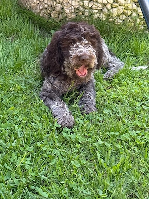 Lagotto romagnolo Welpen  Bild 5
