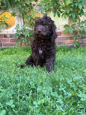 Lagotto romagnolo Welpen  Bild 2