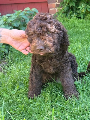 Lagotto romagnolo Welpen  Bild 7