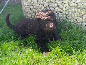 Lagotto romagnolo Welpen  Bild 4