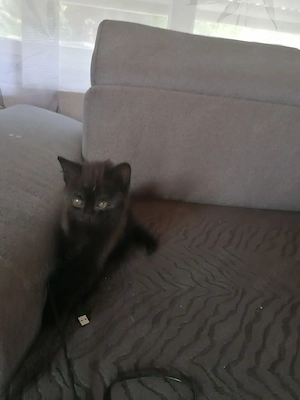 BHK Kitten Bild 2