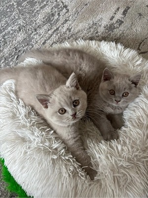 Reinrassige BKH Kitten 