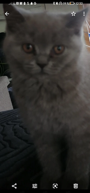 BKH  kitten 