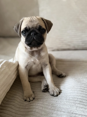 Mops Welpe sucht liebevolles Zuhause 