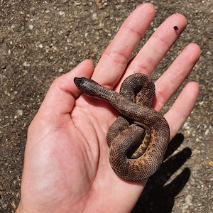 Heterodon nasicus Jungtiere von 25 Swiss Chocolate, Artic het Savannah  