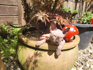 Kanadian Sphynx Kater.