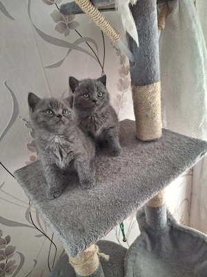 bkh reinrassige kitten Mädchen