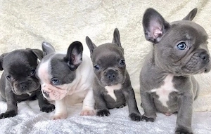   Zuckersüße Französische Bulldoggen Welpen mit Ahnentafel Bild 9