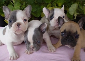   Zuckersüße Französische Bulldoggen Welpen mit Ahnentafel Bild 3