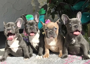 Zuckersüße Französische Bulldoggen Welpen mit Ahnentafel